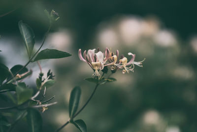 Close-up of flowering plant