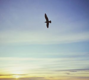 Low angle view of bird flying in sky