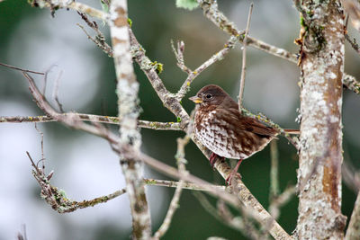 Close-up of bird perching on branch