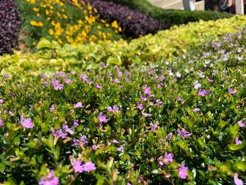 Close-up of flowering plants on field