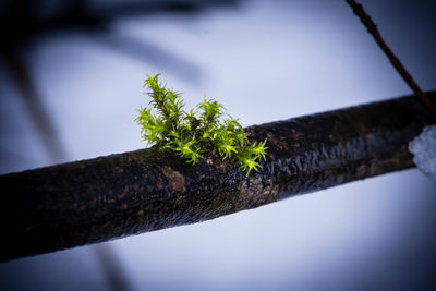 Close-up of insect on tree branch