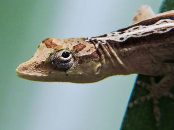 Close-up of lizard