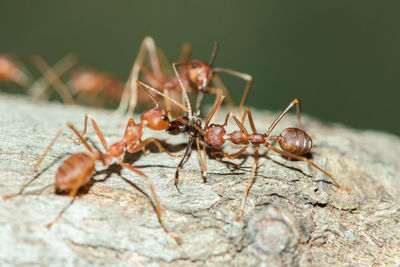 Close-up of ant on rock