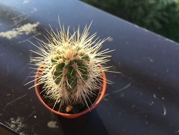 High angle view of succulent plant