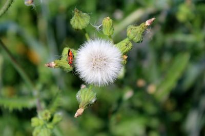 Close-up of white dandelion flower