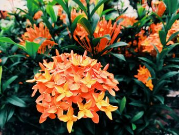 Close-up of orange marigold flowers