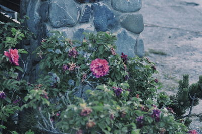 Close-up of pink flowers blooming outdoors