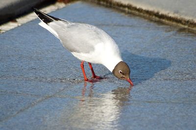 Close-up of black-headed gull foraging on footpath