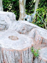 Close-up of tree stump in forest