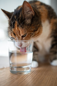 Close-up of cat drinking glass on table