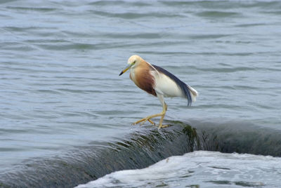 Bird perching on a beach