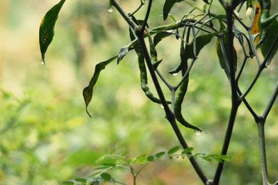 Close-up of insect on plant