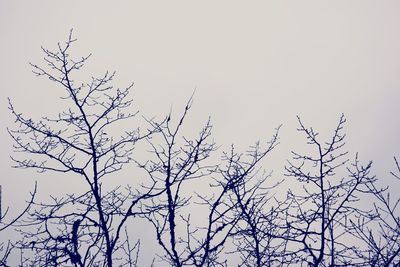 Low angle view of silhouette tree against sky