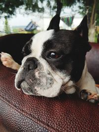 Close-up portrait of a dog