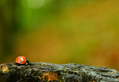 Close-up of ladybug on plant