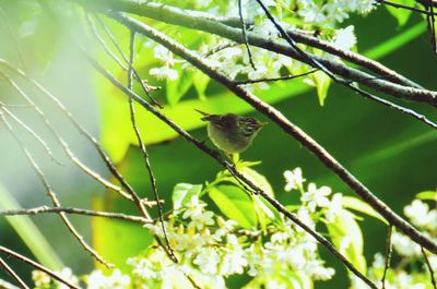 Close-up of bird perching on tree