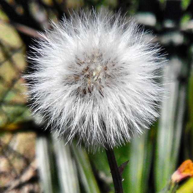 dandelion, flower, fragility, growth, freshness, flower head, close-up, focus on foreground, beauty in nature, nature, softness, single flower, wildflower, plant, uncultivated, stem, white color, day, in bloom, blooming