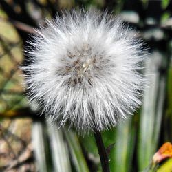 dandelion