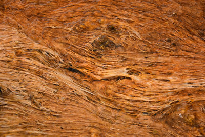 Full frame shot of wood in forest