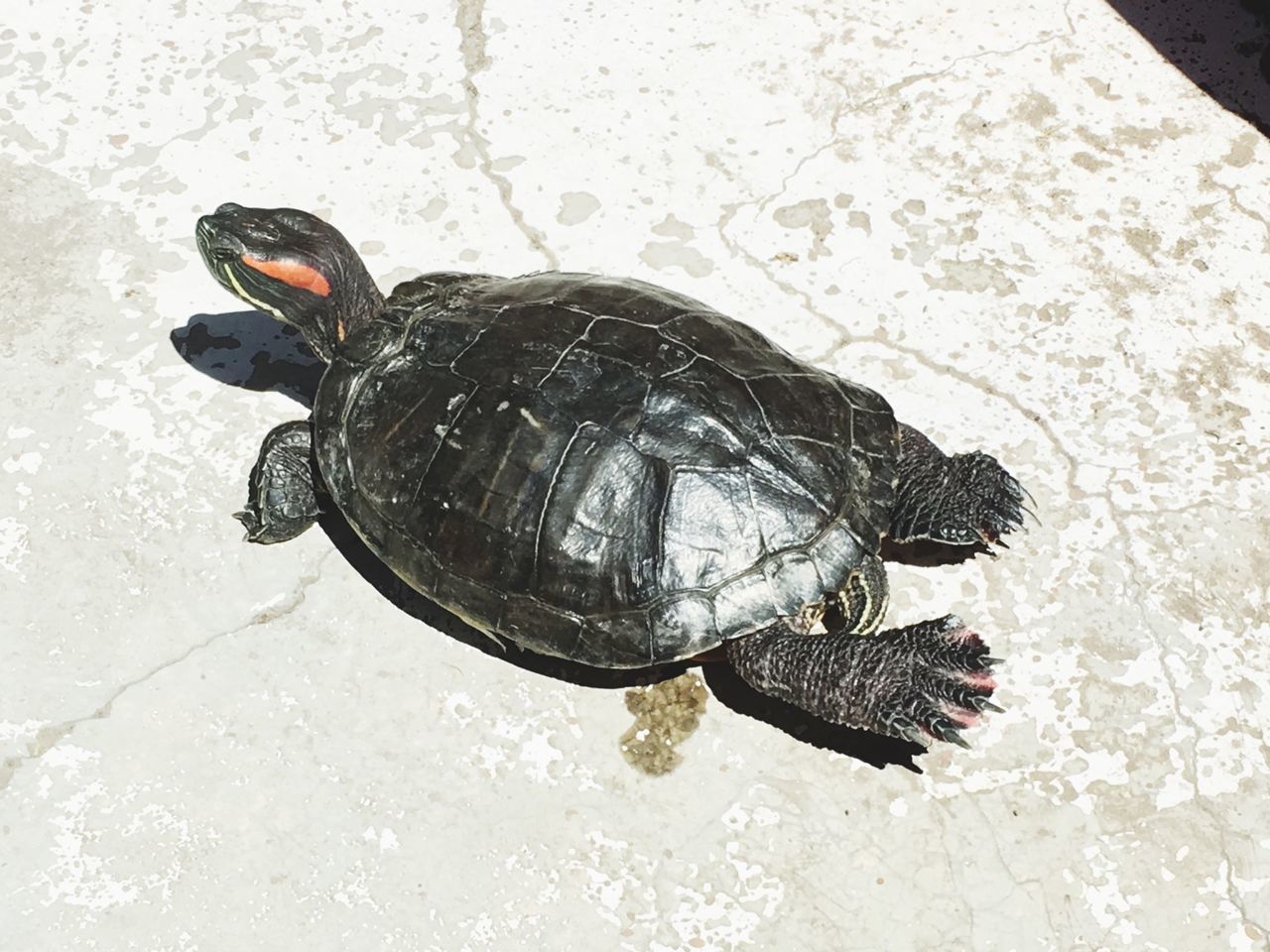 animal themes, animals in the wild, one animal, wildlife, high angle view, insect, full length, outdoors, nature, day, street, close-up, two animals, butterfly - insect, no people, animal shell, fish, bird, water, turtle