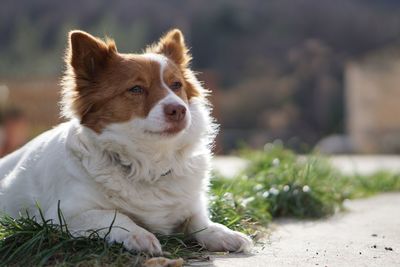 Close-up of dog