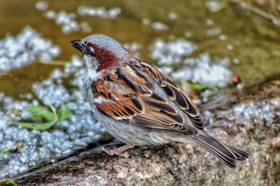 Close-up of a bird