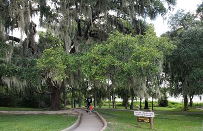 Rear view of man walking in park