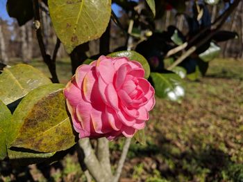 Close-up of pink rose flower