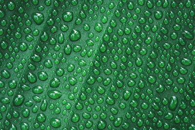 Full frame shot of wet leaf