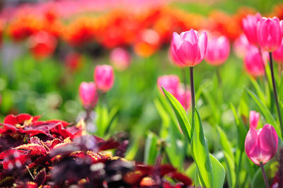 Close-up of red flowering plant in field