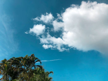 Low angle view of palm trees against blue sky