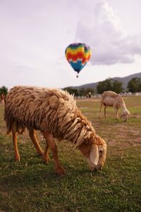 Sheep grazing in a field