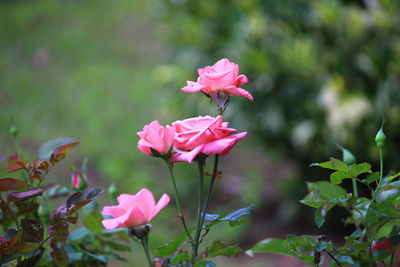 Close-up of pink flowering plant on field