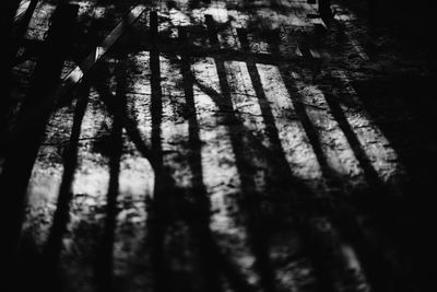 Full frame shot of trees in forest