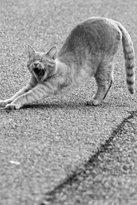 Cat relaxing on street in city