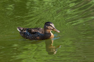 High angle view of mallard duck swimming in lake