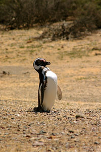 View of bird perching on a land