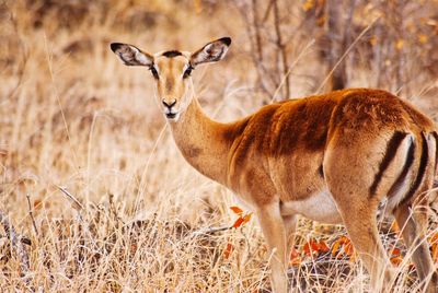 Impala in kruger national park