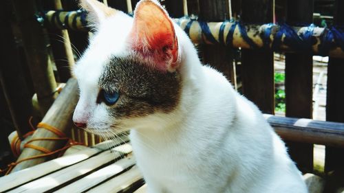 Close-up portrait of cat sitting