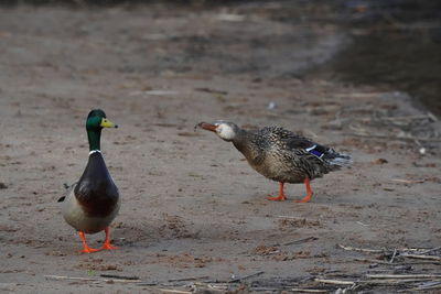 View of birds on field