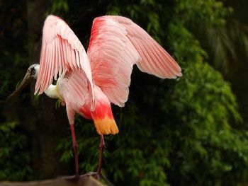 Close-up of spoonbill