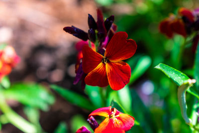 Close-up of red flowering plant