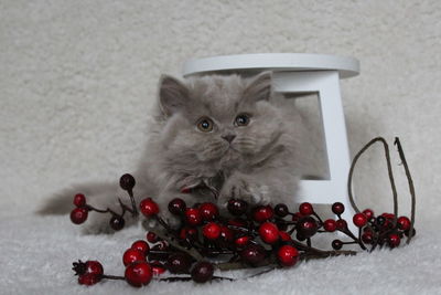 Close-up of cat on table