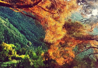 Trees in park