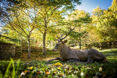 Giraffe in forest