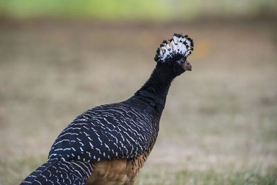 Close-up of bird