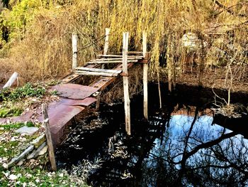 Abandoned bridge over lake in forest