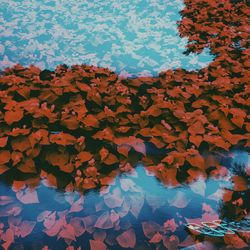 Autumn leaves in water