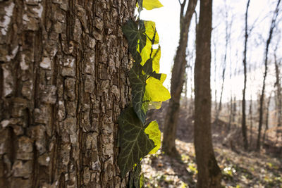 Close-up of tree trunk