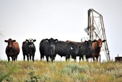 Bulls and cows standing on grassy field against clear sky